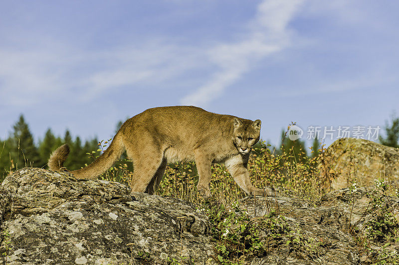 美洲狮(Puma concolor)，也被称为美洲狮，美洲狮，山猫，猫山猫，或豹，取决于地区，是猫科家族的哺乳动物，原产于美洲。